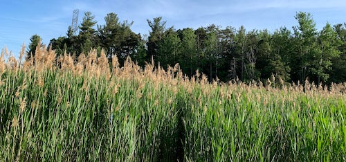 A wetlands environment.