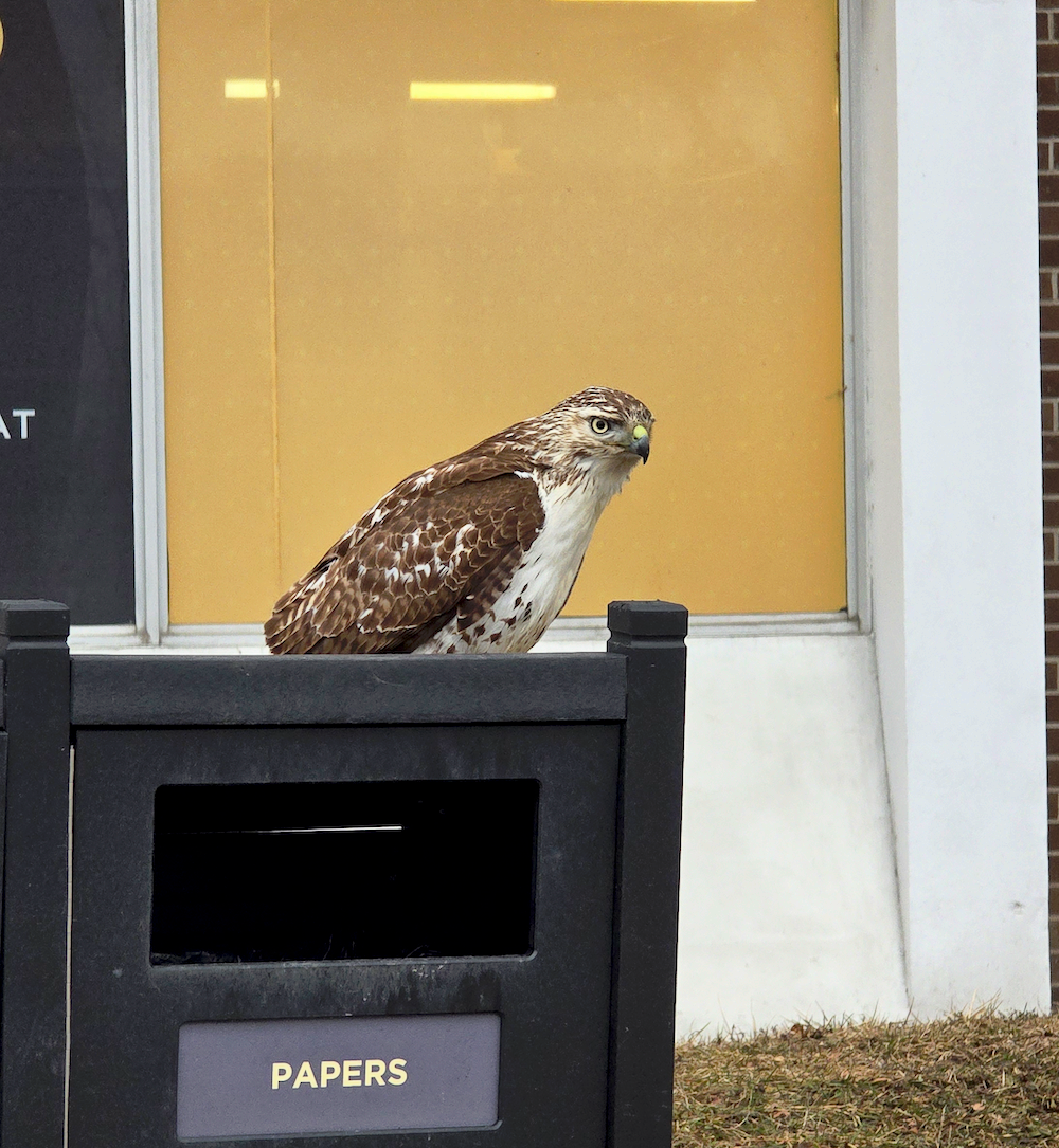A hawk sits atop a trash receptacle outside of South Campus Hall.