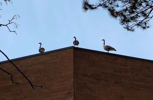 Three geese stand atop Needles Hall.