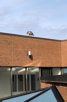 A goose looms over the Needles Hall patio.