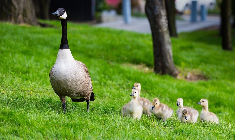 A Canada goose and a gaggle of goslings.