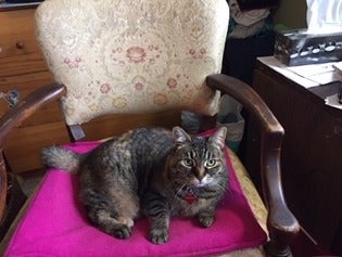 Coco the cat sits on a chair.