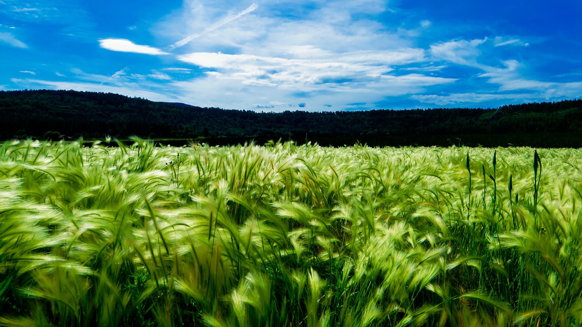 A field of green plants on a sunny day.