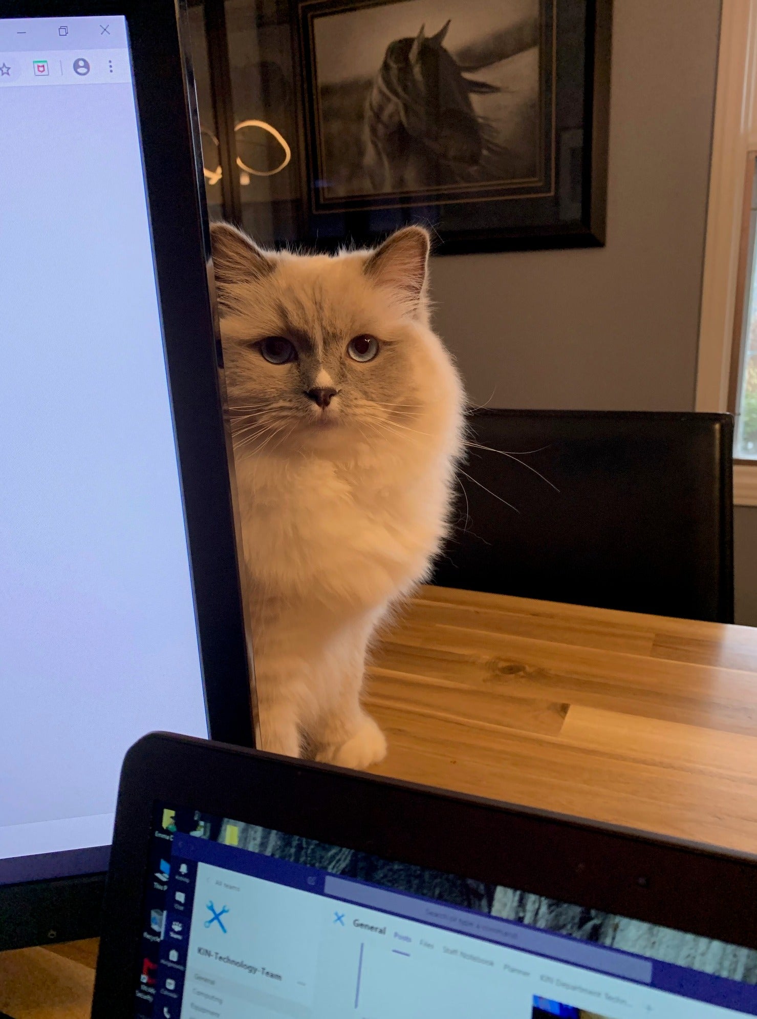 Storm the cat peeks out from behind a laptop.