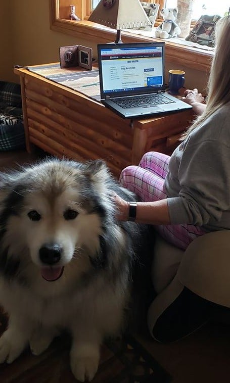 Tehya the Dog sits next to her person.