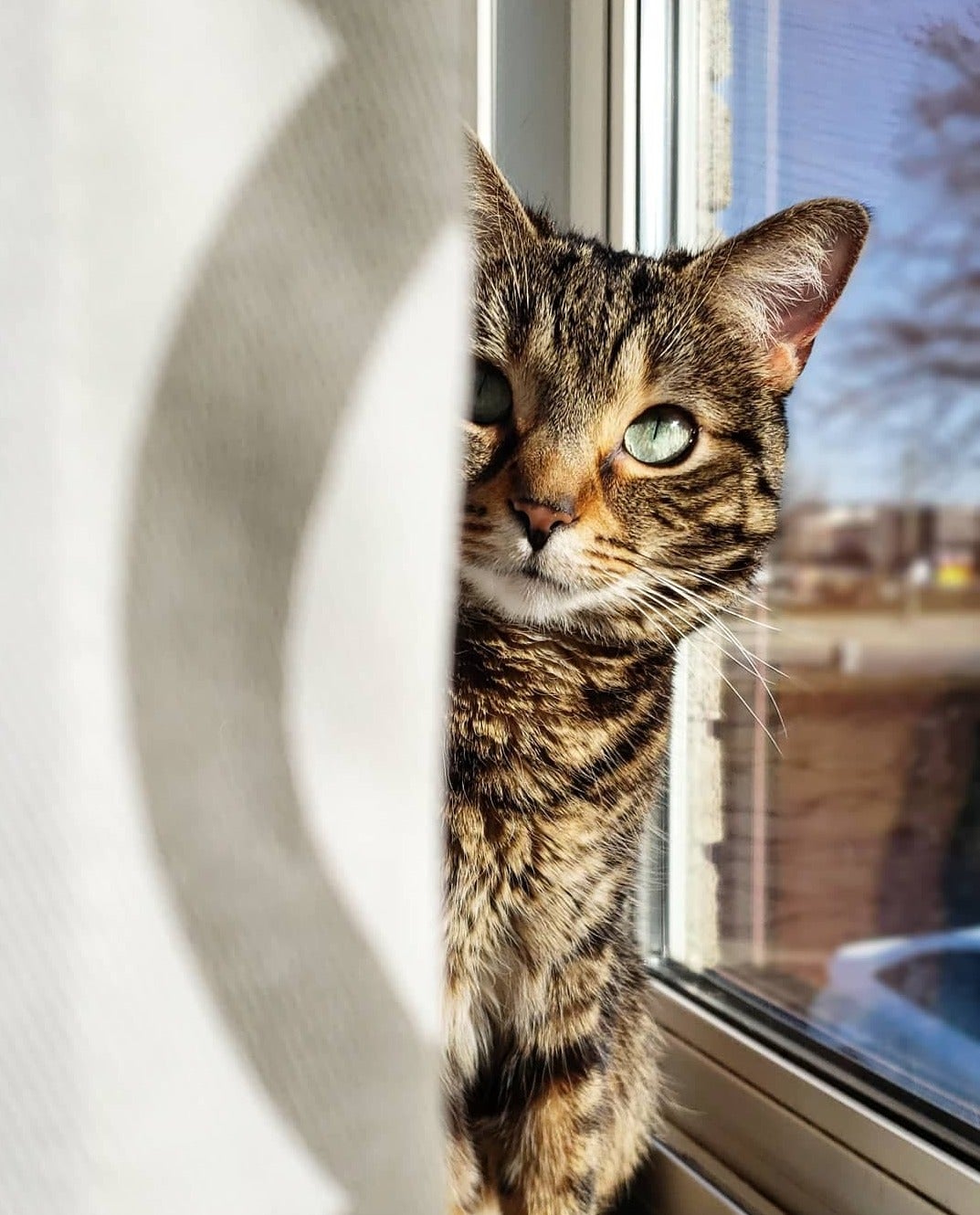 Vally the Cat peeks out from behind a curtain.