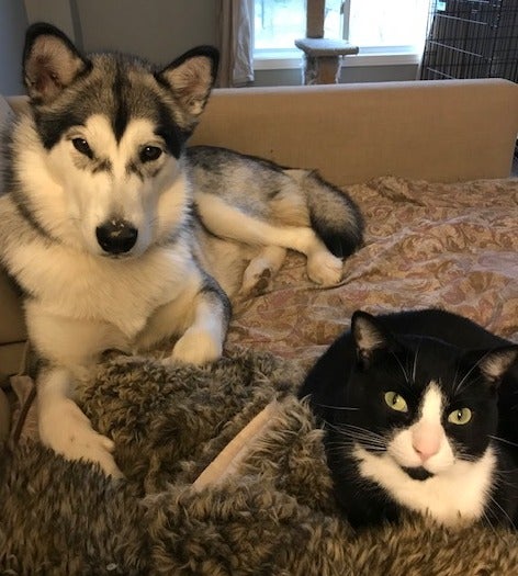 Tundra the Malamute and Fenton the Tuxedo Cat sitting together.