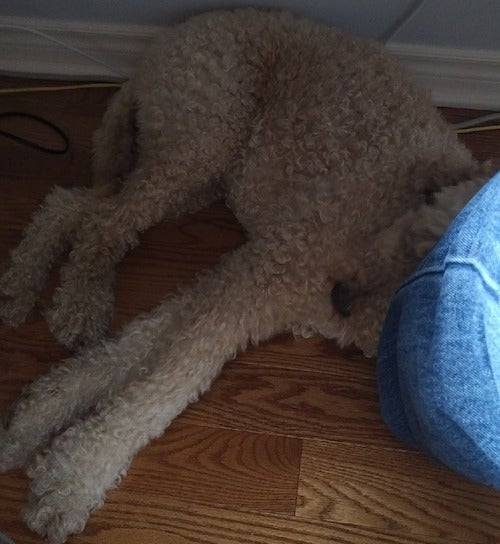 Abby the Dog warms her owner's foot.