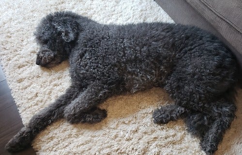 Jet the very shaggy dog laying on a rug.