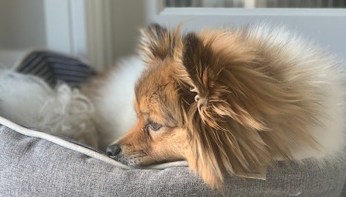 Koda the dog in her bed.