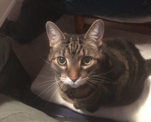 Lily the Cat looks up expectantly for dinner.