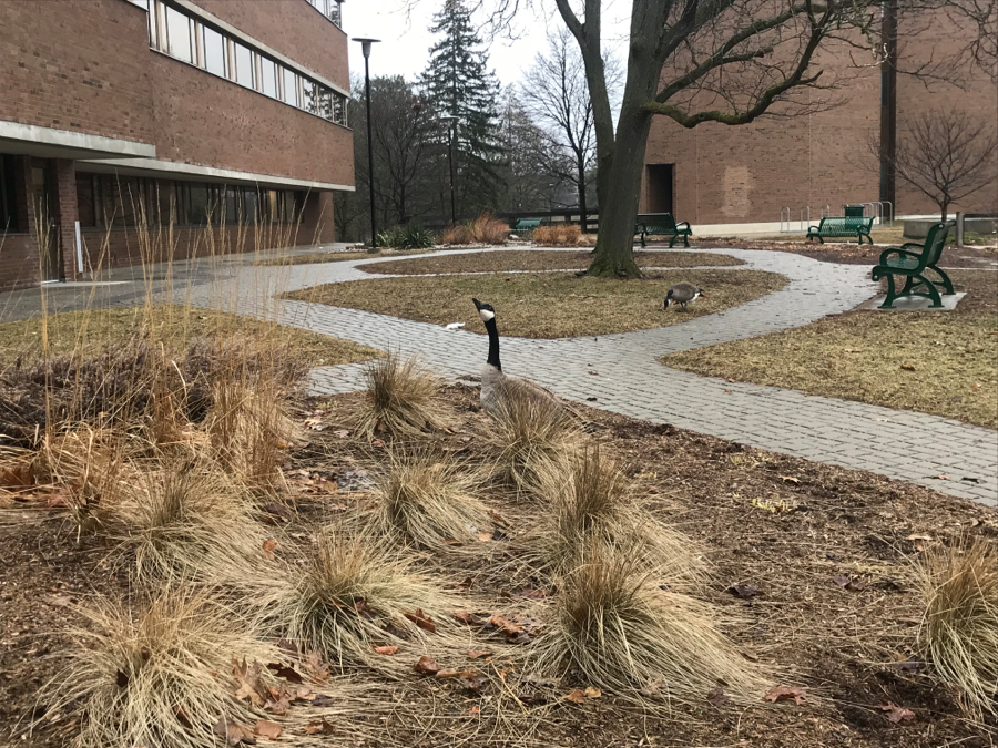A goose nests near Hagey Hall..