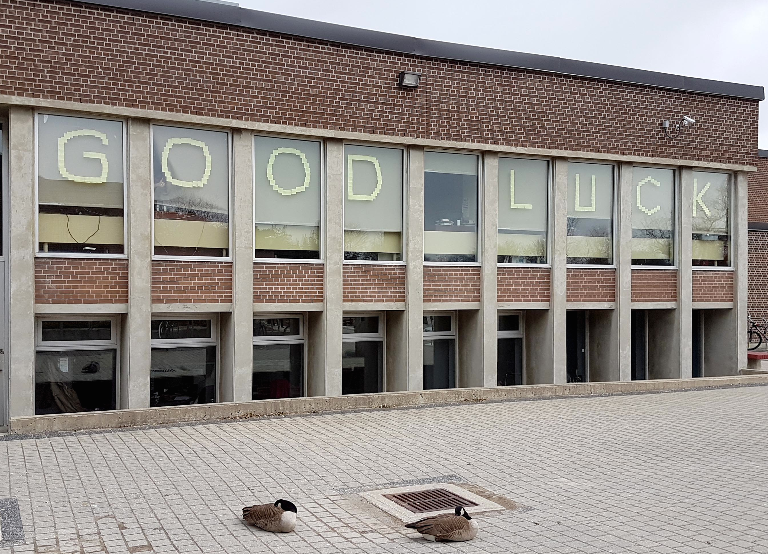 Geese resting in the SLC courtyard as office windows adorned with sticky notes spell out &quot;GOOD LUCK.&quot;