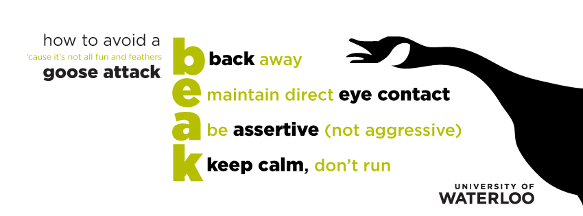 "How to avoid a goose attack" graphic featuring an angry goose.