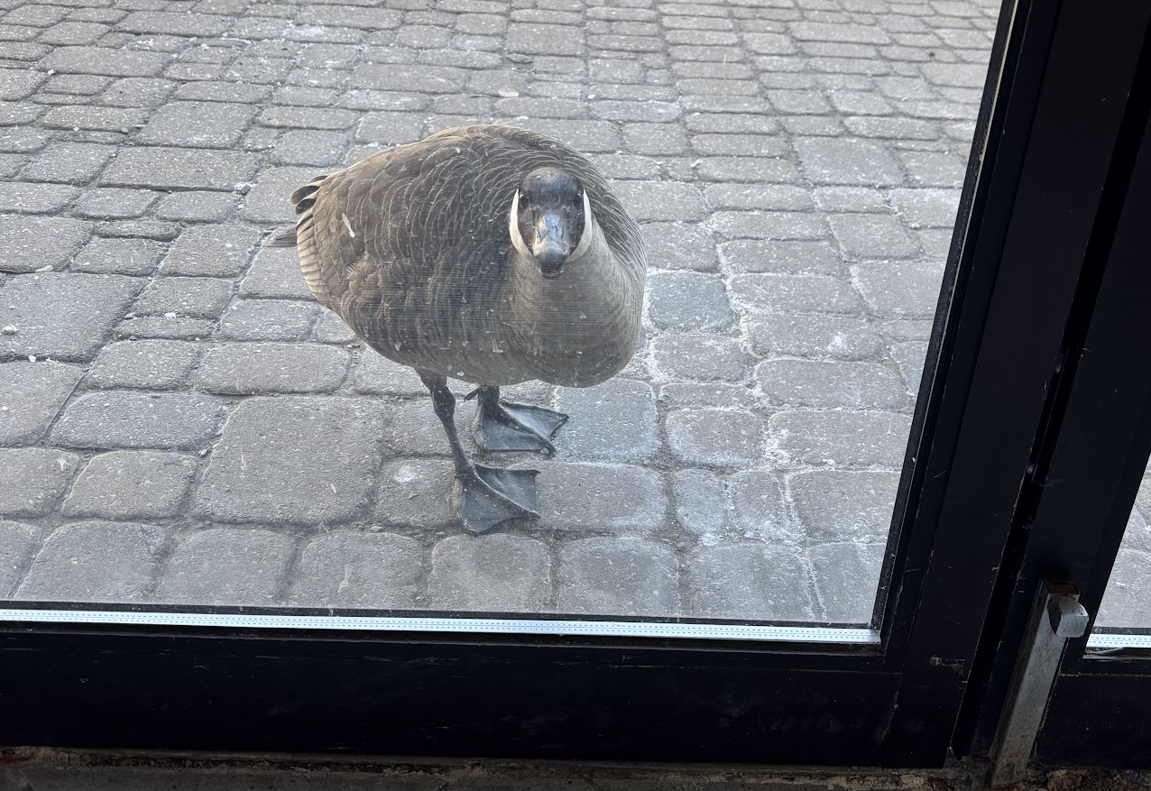 A Canada Goose watches through the glass of a door in East Campus Five.