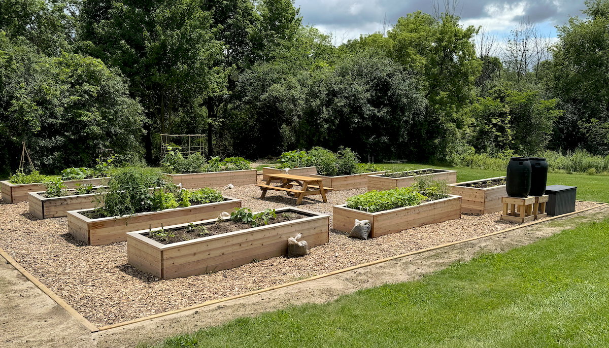 Raised wooden garden beds surrounded by wood chips in a campus green space.