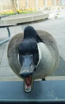 A goose lunges at a window in the SLC.