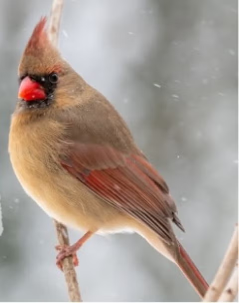 A female cardinal perched on a branch.