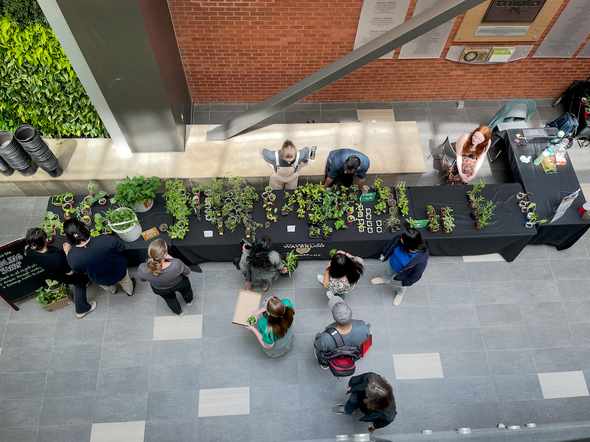 An overhead view of the seedling swap with tables full of seedlings in cups.