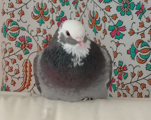 Nimbus the Pigeon looking saintly.