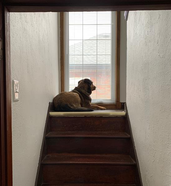 Abby the Dog sits on a stairway landing.