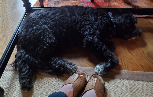 Roxie the Dog lies beneath a work table.