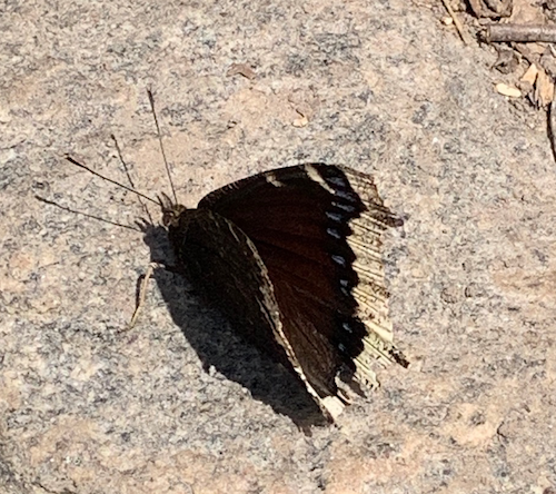 Mourning Cloak butterfly.