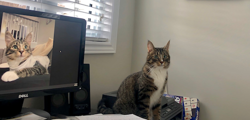 Bambi the Cat sits next to a monitor showing a picture of Bambi the Cat. It's very meta.