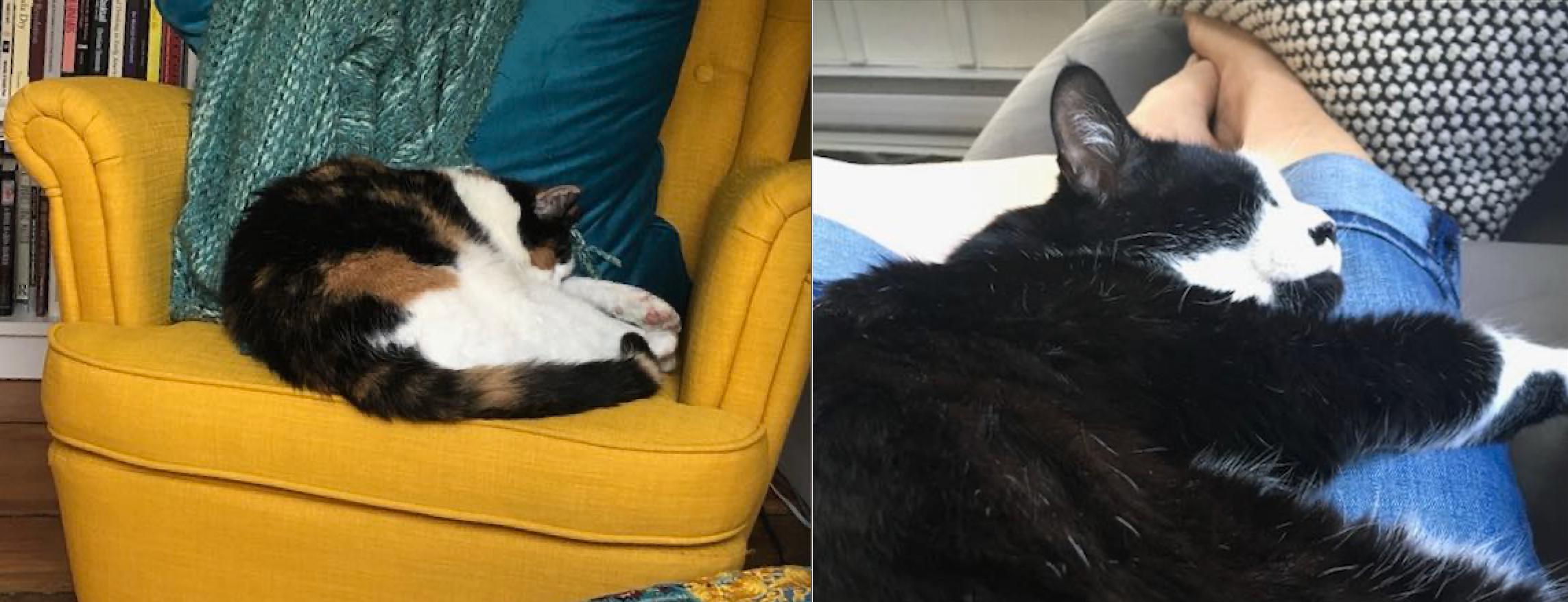 Belle and Stan, two sleepy cats.