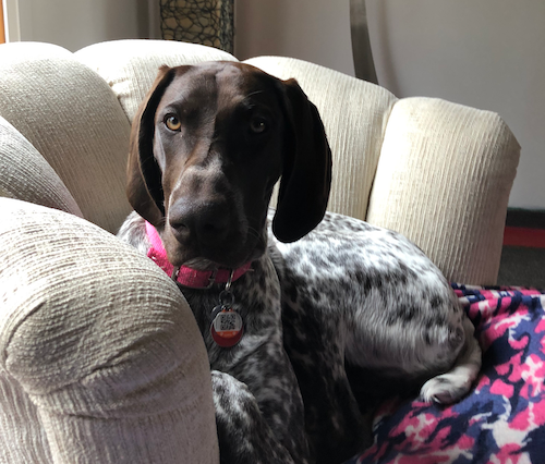 Benelli the Dog on a couch.