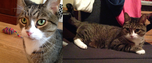 Buster the Cat with a rainbow mouse, and then sitting on a chair to keep it warm.