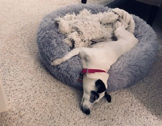 Gizmo the Dog in a pet bed.