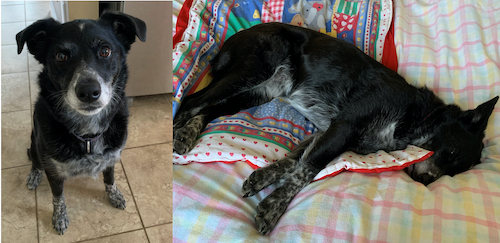 Sophie the Dog stands at attention and then laying down on a blanket.