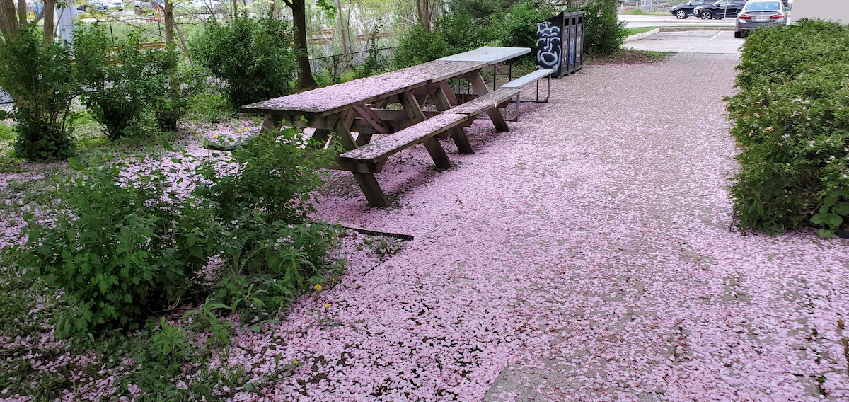 Pink blossoms from a crap apple tree cover the ground and picnic tables outside the Centre for Extended Learning.