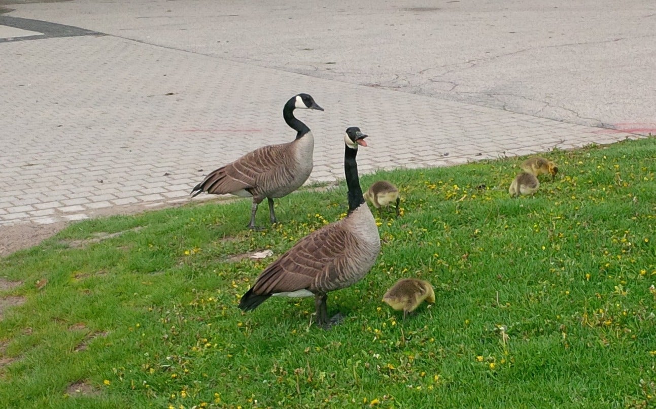 A gaggle of geese on campus.