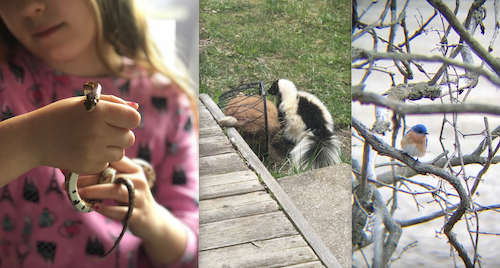 A snake, a skunk, and a bluebird walk into a bar...