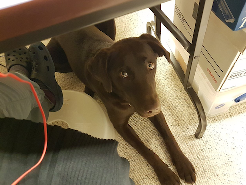 Rosie the Dog sits under the computer desk.