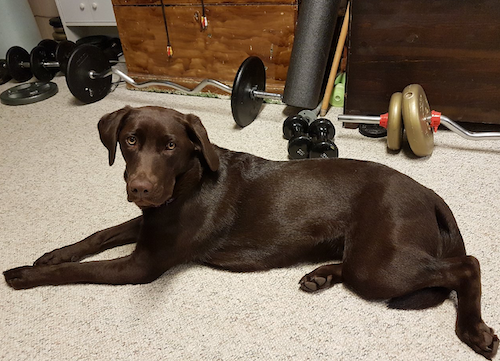 Rosie the Dog blocks the weight set.