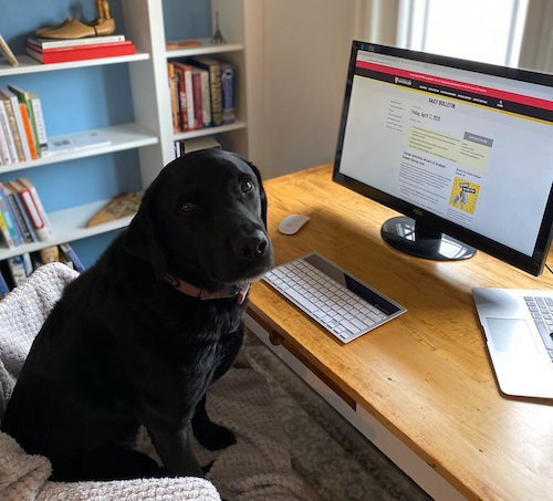 Shadow the Dog reads the Daily Bulletin.