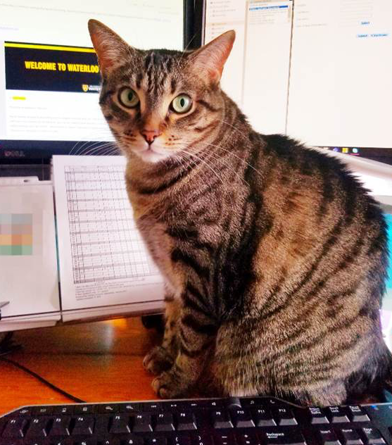 Arthur the Cat sits directly in front of a computer screen.