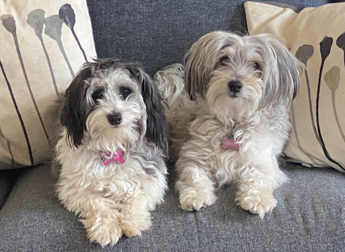 Maddy and Molly the Dogs.