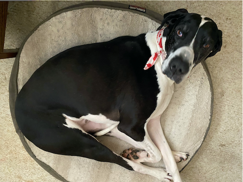 Zen the Dog on a doggie bed.