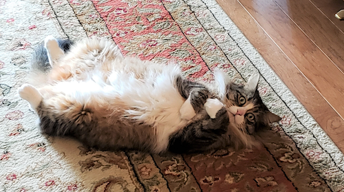 Darwin the Cat lays a furry trap on the rug.