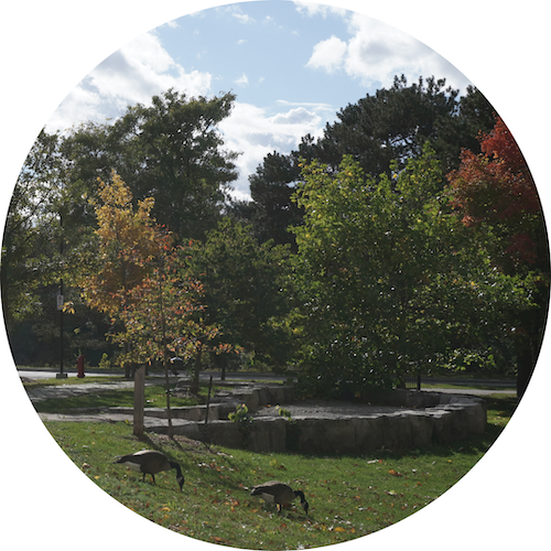 A photo of campus green space with Canada Geese.