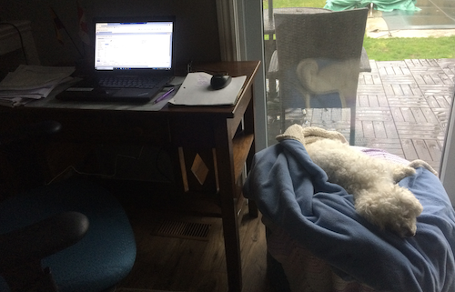 Pearl the Dog curls up in a dog bed.