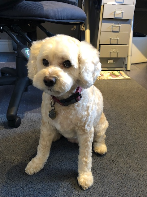 Lucy the Dog with a rather unsure expression on her face.