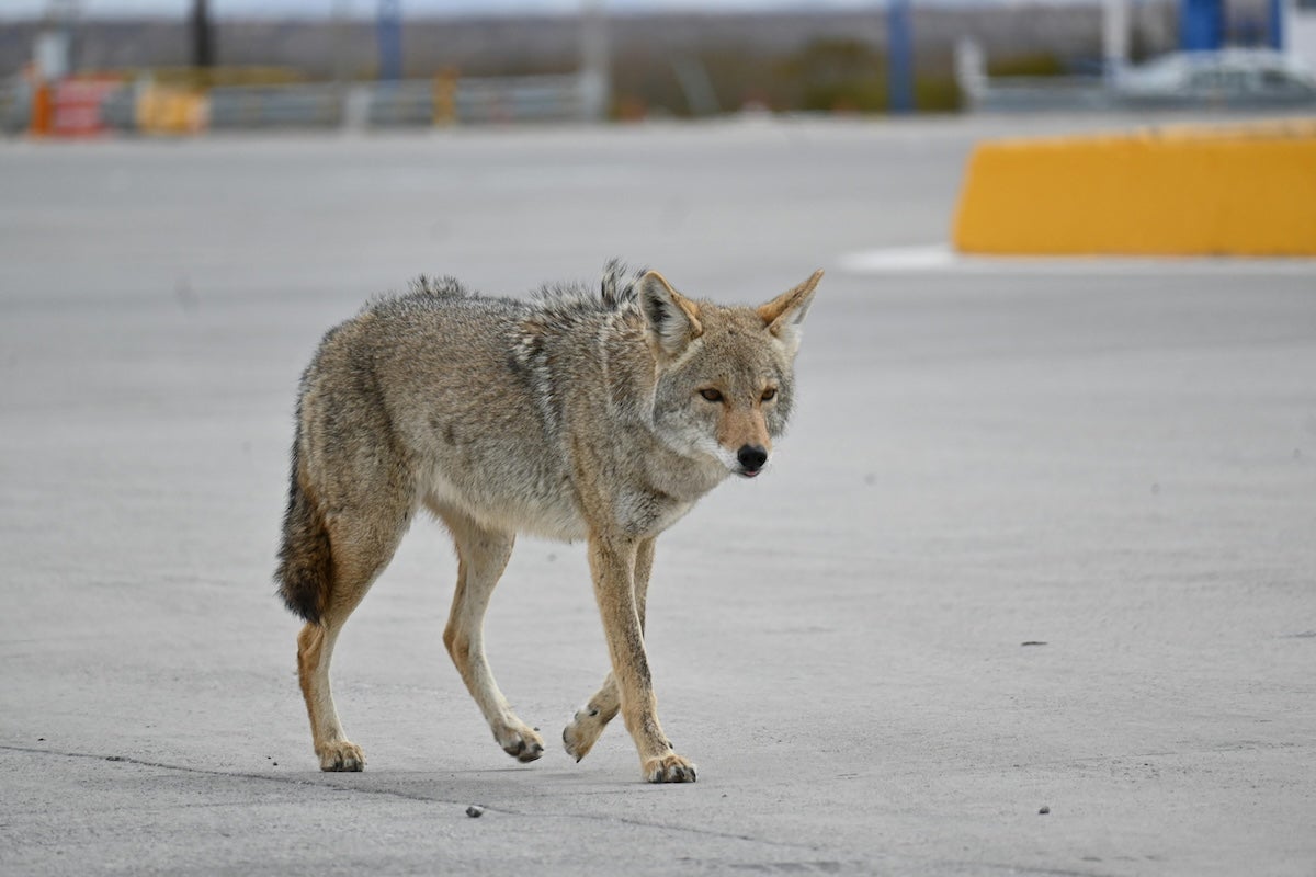 A coyote walks in a parking lot.