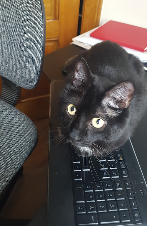 Kermit the Cat crouches on a keyboard.