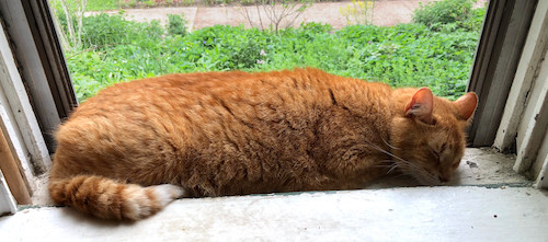 Pippin the Cat sleeps on a window ledge.