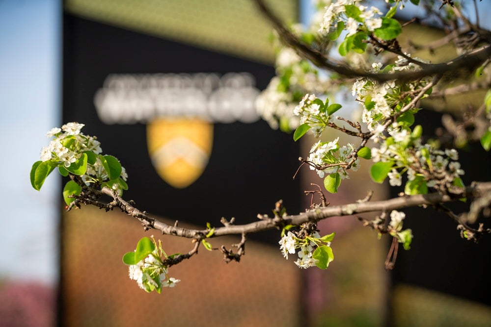 Branch with blurred UW sign in background.